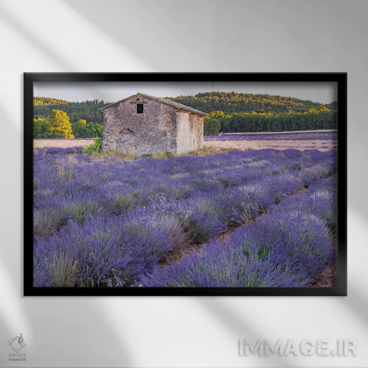 تابلو Vaucluse, Provence-Alpes-Cote D'Azur, France. Small Stone Building In A Lavender Field.,سن-کریستول، ووکلوژ، پروانس-آلپ-کوت دازور، فرانسه. ساختمان سنگی کوچک در یک مزرعه اسطوخودوس. اثر امیلی ام ویلسون - نمای قابدار مشکی