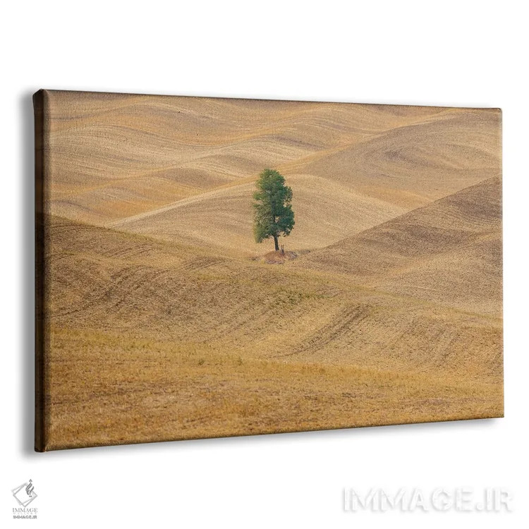 تابلو Washington State, Whitman County, Palouse Lone Tree In Rolling Field,ایالات متحده، واشنگتن، شهرستان ویتمن، پلوُس؛ تکدرخت در دشت موجدار اثر امیلی ام ویلسون - نمای پرسپکتیو محصول