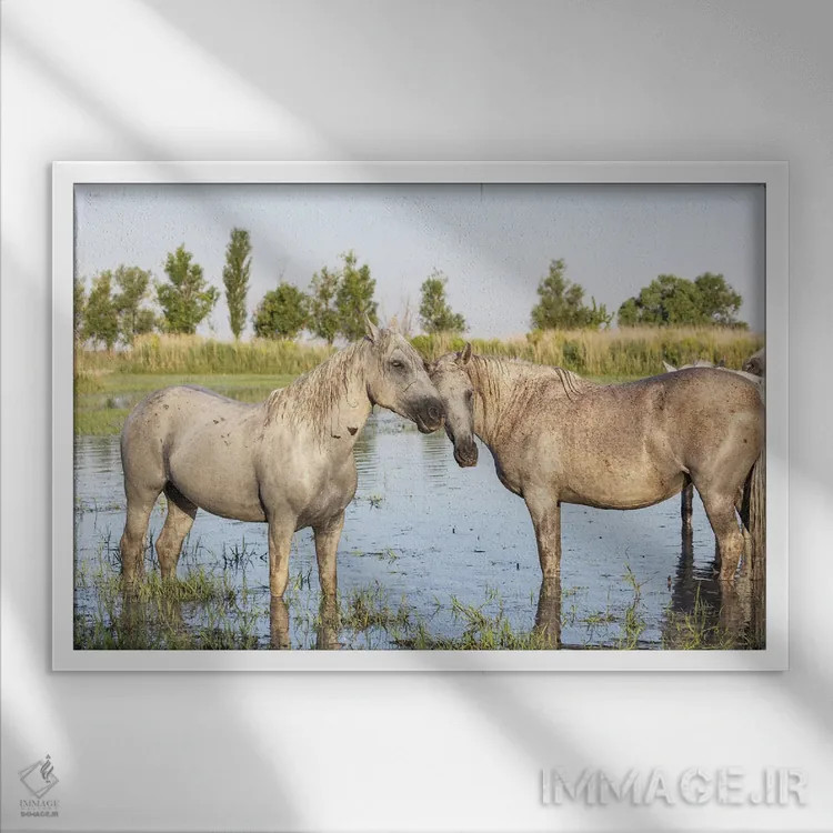تابلو Provence-Alpes-Cote D'Azur, France. Horses In The Marshes Of The Camargue.,سنت-ماری-دو-لامر، پروانس-آلپ-کوت دازور، فرانسه. اسبها در باتلاقهای کامارگ. اثر امیلی ام ویلسون - نمای قابدار سفید
