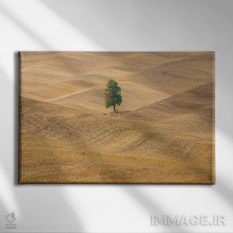 تابلو Washington State, Whitman County, Palouse Lone Tree In Rolling Field,ایالات متحده، واشنگتن، شهرستان ویتمن، پلوُس؛ تکدرخت در دشت موجدار اثر امیلی ام ویلسون - نمای روبهرو روی دیوار