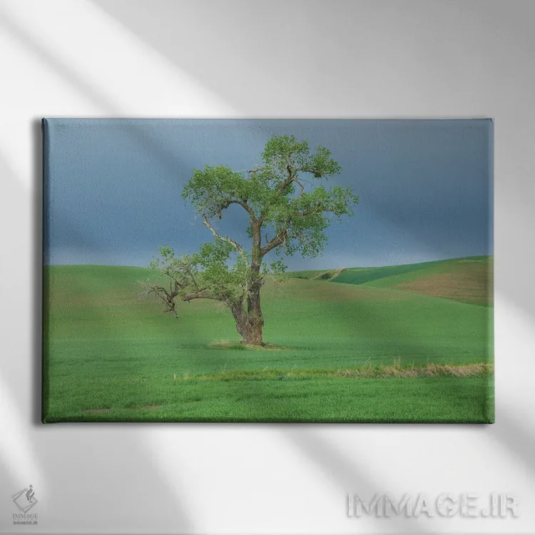 تابلو Washington State, Whitman County, Palouse Solitary Tree,ایالات متحده، واشنگتن، شهرستان ویتمن، پلوُس؛ درخت تنها اثر امیلی ام ویلسون - نمای روبهرو روی دیوار