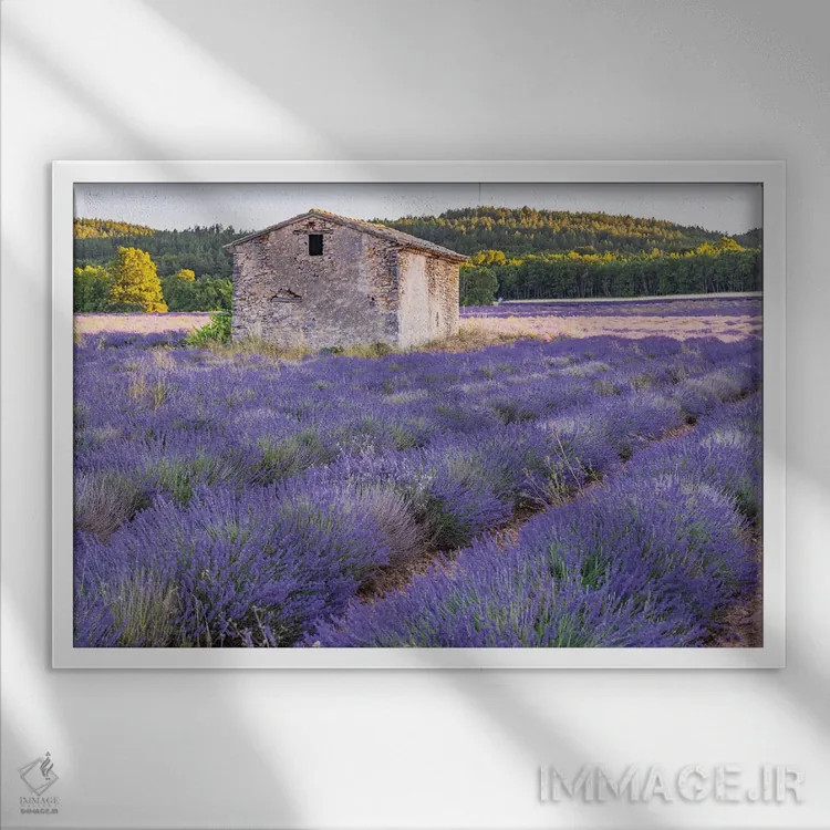 تابلو Vaucluse, Provence-Alpes-Cote D'Azur, France. Small Stone Building In A Lavender Field.,سن-کریستول، ووکلوژ، پروانس-آلپ-کوت دازور، فرانسه. ساختمان سنگی کوچک در یک مزرعه اسطوخودوس. اثر امیلی ام ویلسون - نمای قابدار سفید