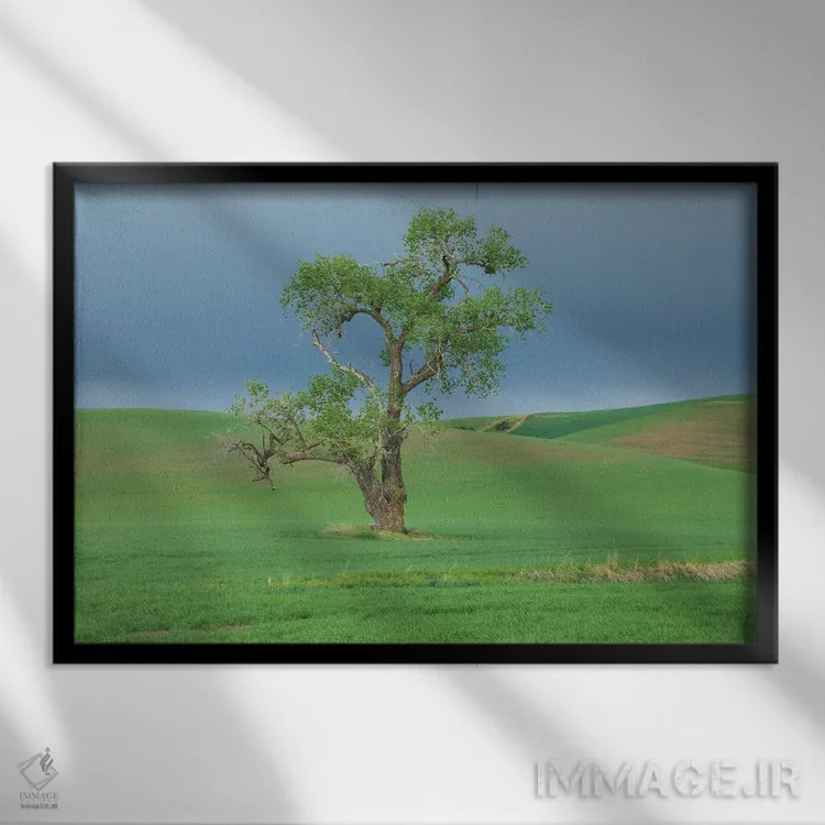 تابلو Washington State, Whitman County, Palouse Solitary Tree,ایالات متحده، واشنگتن، شهرستان ویتمن، پلوُس؛ درخت تنها اثر امیلی ام ویلسون - نمای قابدار مشکی