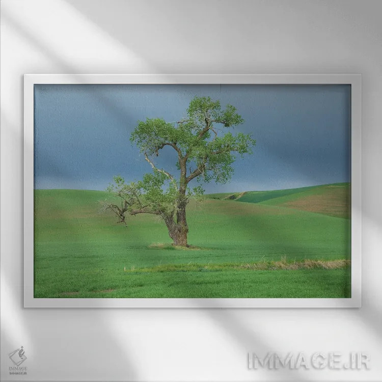 تابلو Washington State, Whitman County, Palouse Solitary Tree,ایالات متحده، واشنگتن، شهرستان ویتمن، پلوُس؛ درخت تنها اثر امیلی ام ویلسون - نمای قابدار سفید