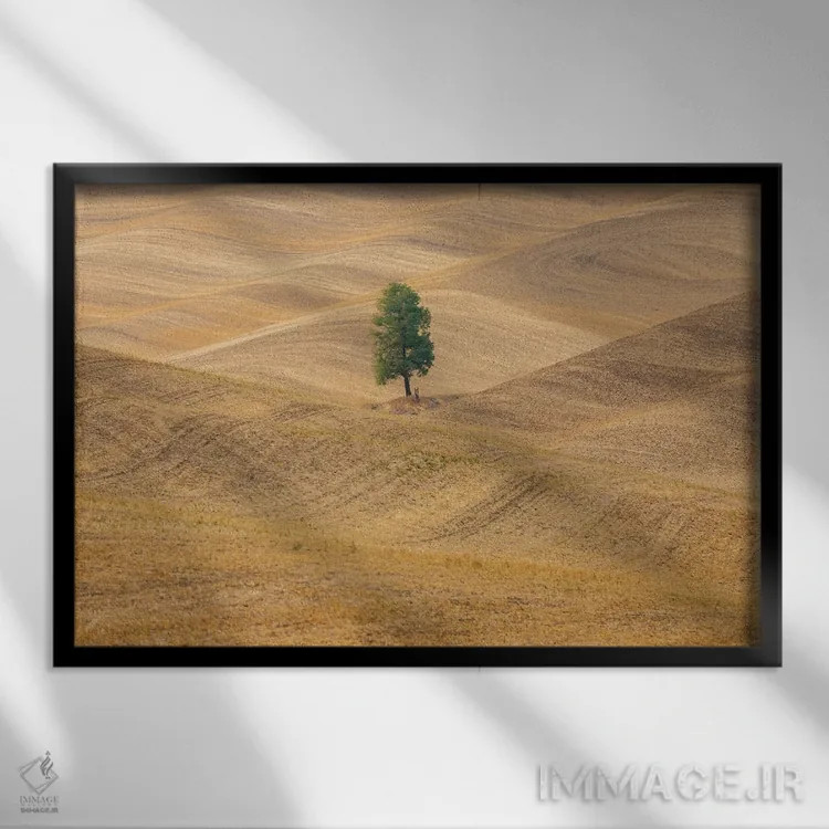 تابلو Washington State, Whitman County, Palouse Lone Tree In Rolling Field,ایالات متحده، واشنگتن، شهرستان ویتمن، پلوُس؛ تکدرخت در دشت موجدار اثر امیلی ام ویلسون - نمای قابدار مشکی