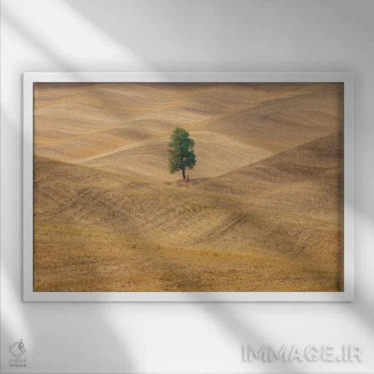 تابلو Washington State, Whitman County, Palouse Lone Tree In Rolling Field,ایالات متحده، واشنگتن، شهرستان ویتمن، پلوُس؛ تکدرخت در دشت موجدار اثر امیلی ام ویلسون - نمای قابدار سفید