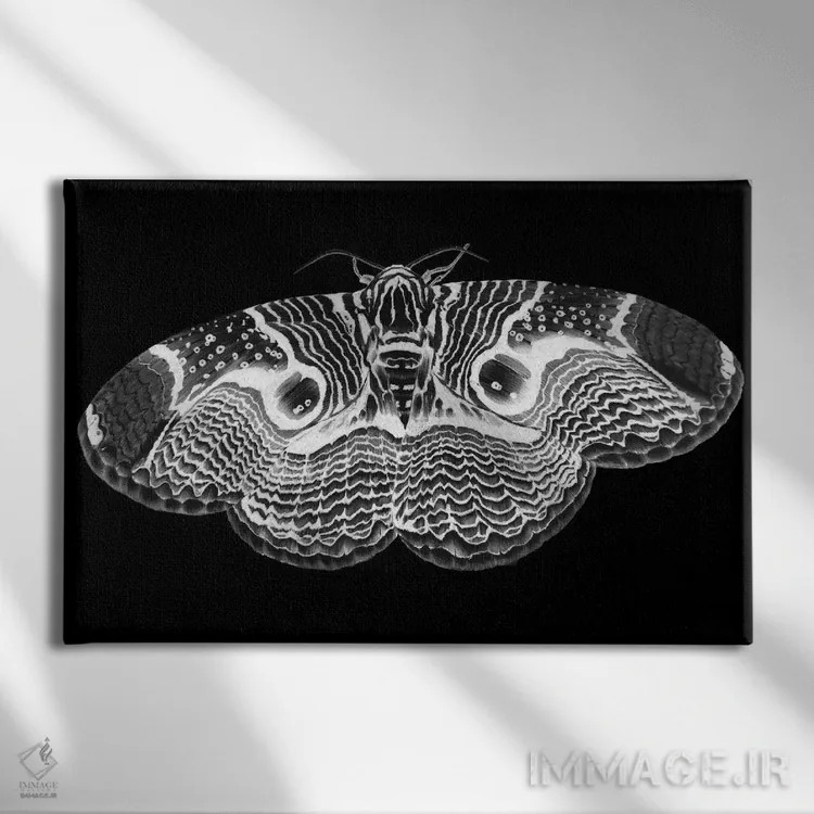 تابلو شبپرهٔ برهمین وارونه اثر الا مازور - نمای روبهرو روی دیوار