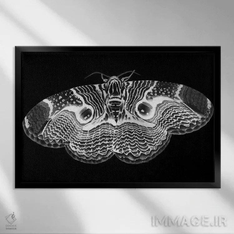 تابلو شبپرهٔ برهمین وارونه اثر الا مازور - نمای قابدار مشکی