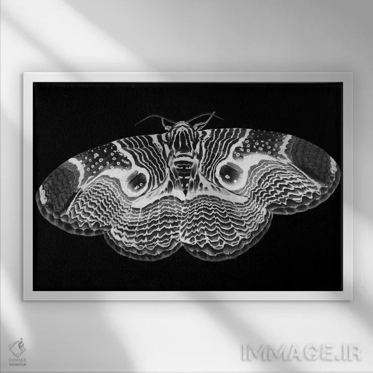 تابلو شبپرهٔ برهمین وارونه اثر الا مازور - نمای قابدار سفید