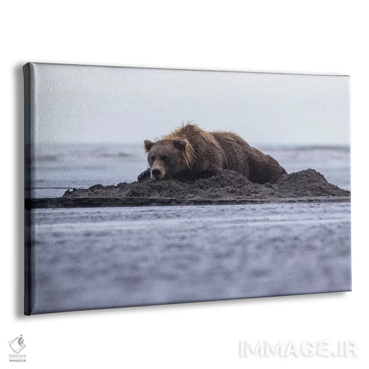 تابلو خرس خوابیده در ساحل اثر اریک فیشر - نمای پرسپکتیو محصول