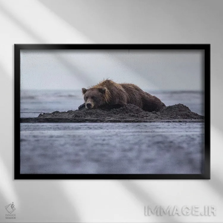 تابلو خرس خوابیده در ساحل اثر اریک فیشر - نمای قابدار مشکی