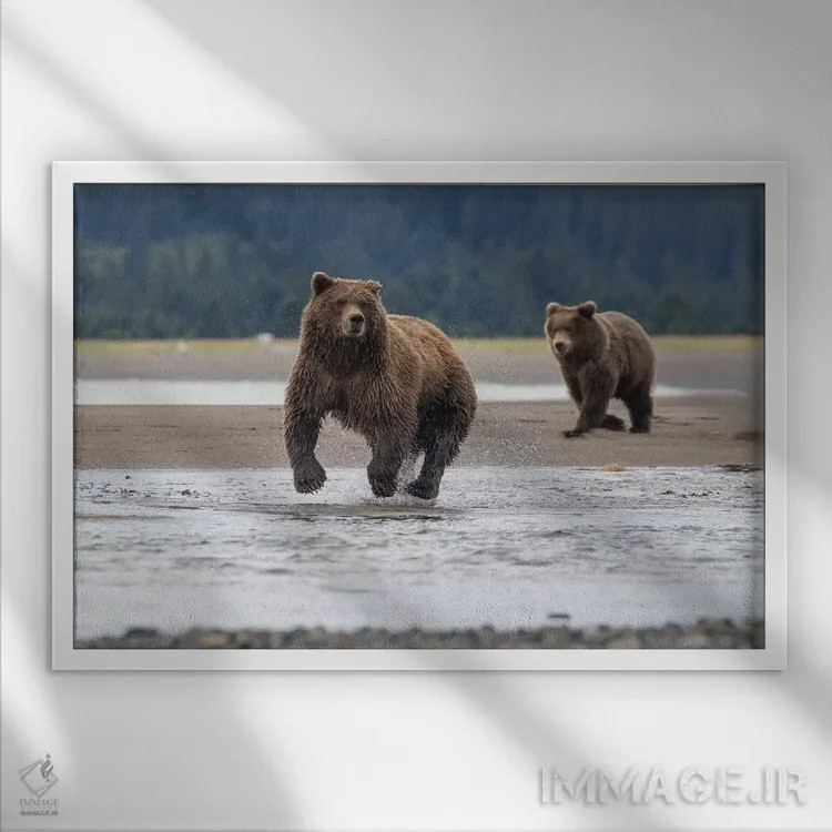 تابلو خرس در حال شکار اثر اریک فیشر - نمای قابدار سفید