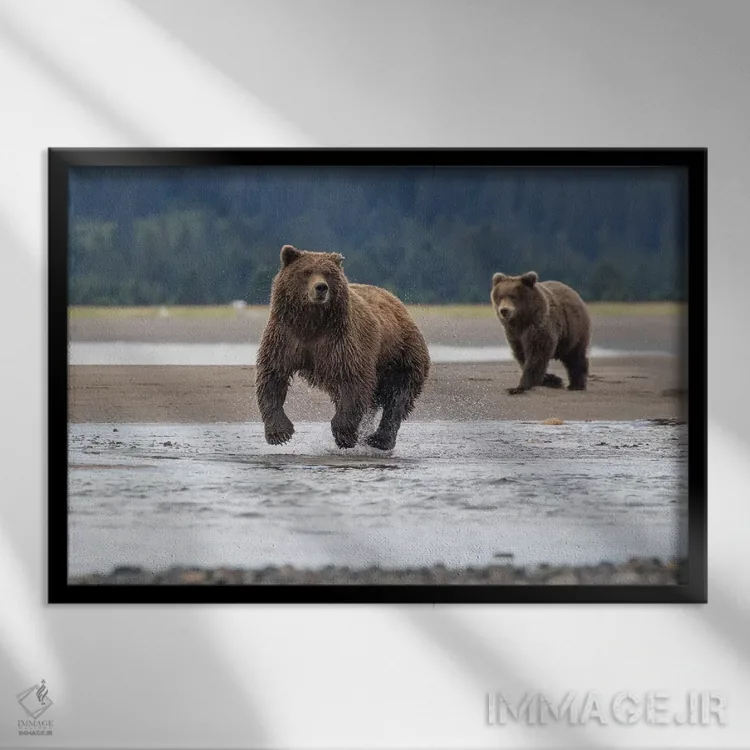 تابلو خرس در حال شکار اثر اریک فیشر - نمای قابدار مشکی