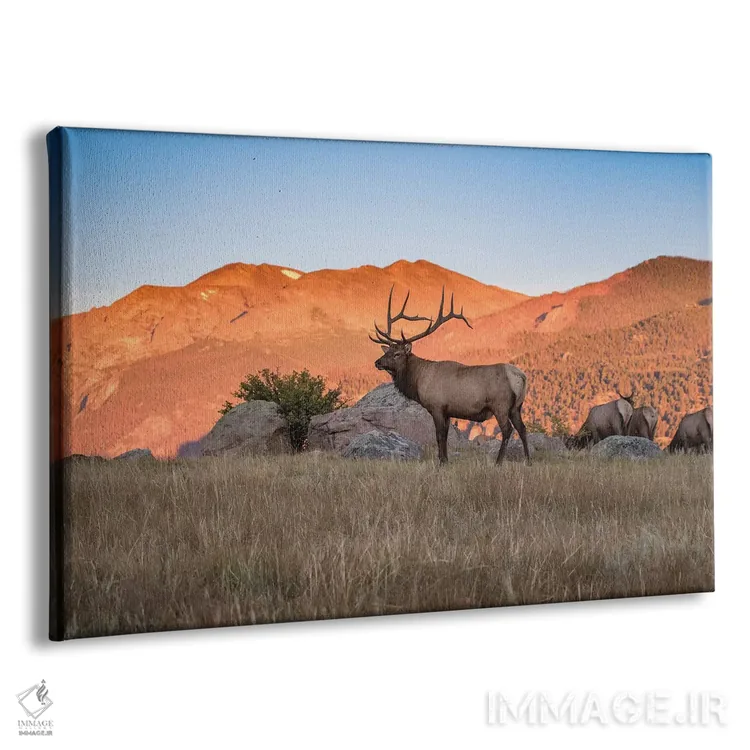 تابلو گوزن در کوههای راکی اثر اریک فیشر - نمای پرسپکتیو محصول