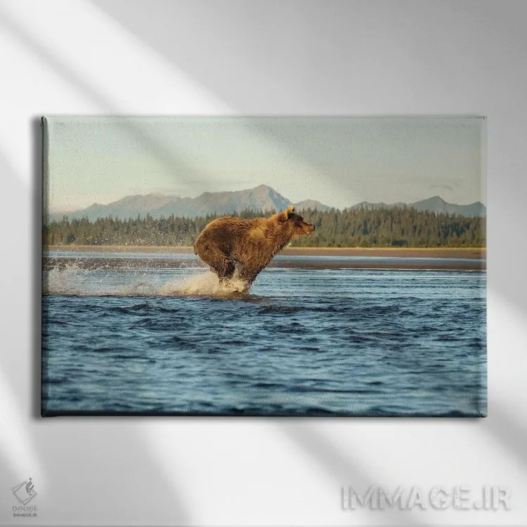 تابلو خرس آلاسکایی در حال دویدن اثر اریک فیشر - نمای روبهرو روی دیوار