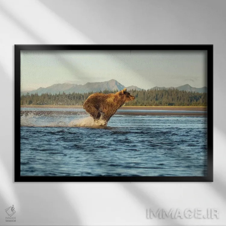 تابلو خرس آلاسکایی در حال دویدن اثر اریک فیشر - نمای قابدار مشکی