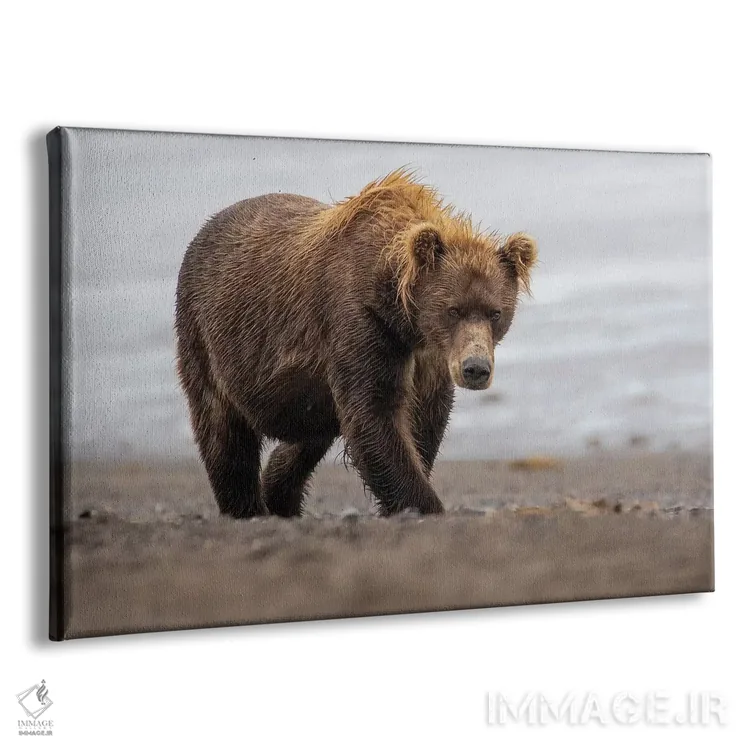 تابلو خرس قهوهای در حال راه رفتن اثر اریک فیشر - نمای پرسپکتیو محصول