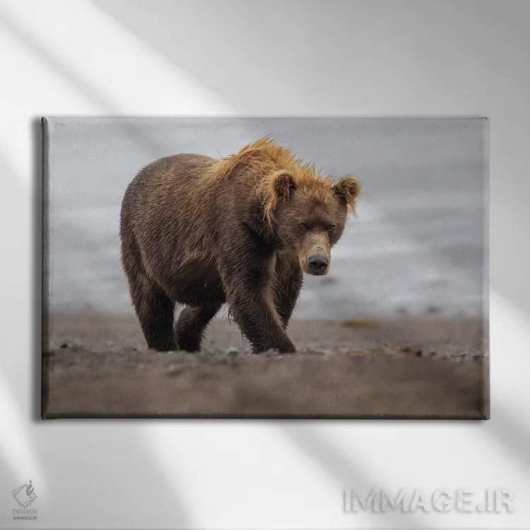 تابلو خرس قهوهای در حال راه رفتن اثر اریک فیشر - نمای روبهرو روی دیوار