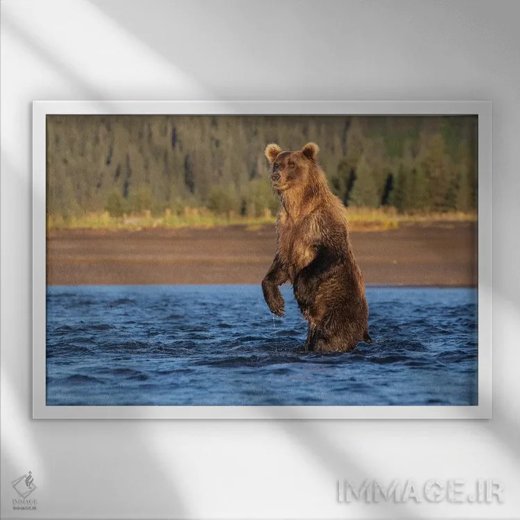 تابلو خرس ایستاده آلاسکا اثر اریک فیشر - نمای قابدار سفید