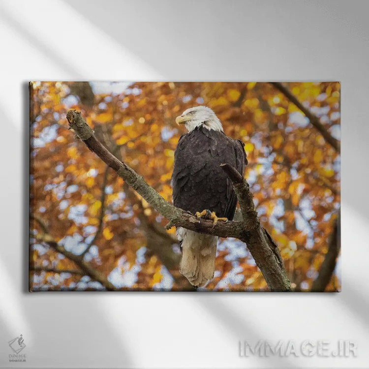 تابلو عقاب طلایی بدون پرهای سر اثر اریک فیشر - نمای روبهرو روی دیوار