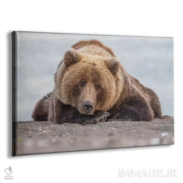 تابلو نگاه خرس گریزلی اثر اریک فیشر - نمای پرسپکتیو محصول