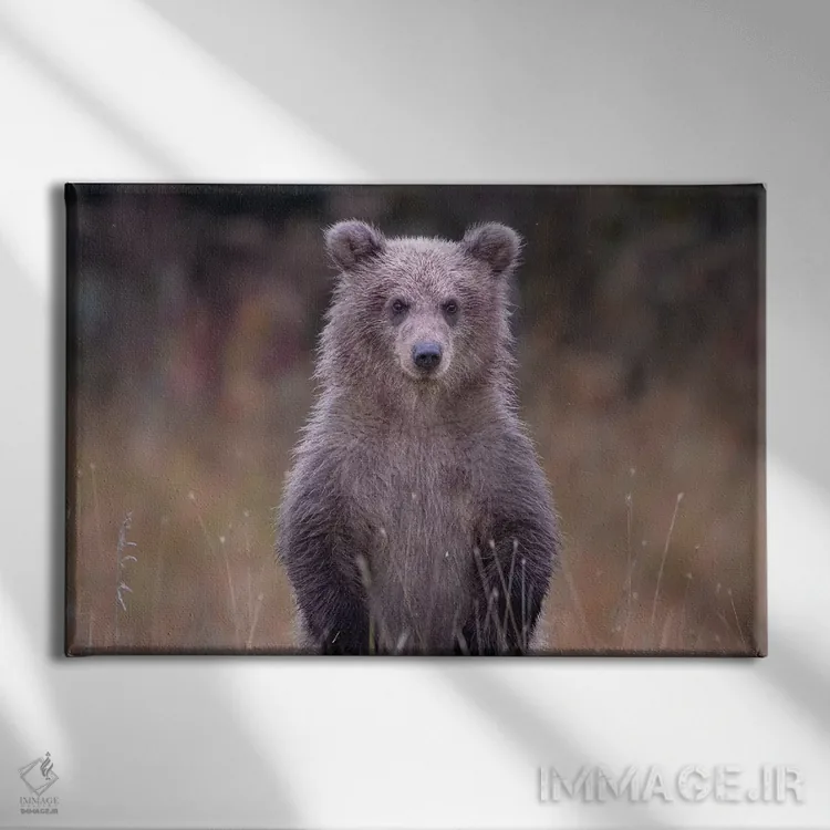 تابلو توله خرس گریزلی در آلاسکا اثر اریک فیشر - نمای روبهرو روی دیوار