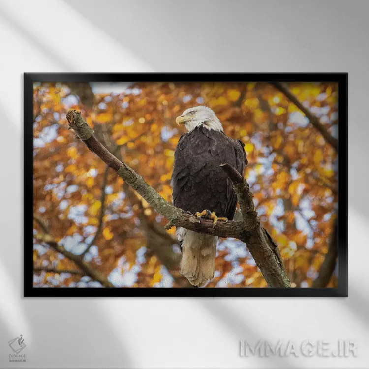 تابلو عقاب طلایی بدون پرهای سر اثر اریک فیشر - نمای قابدار مشکی