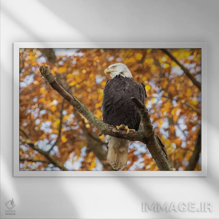 تابلو عقاب طلایی بدون پرهای سر اثر اریک فیشر - نمای قابدار سفید