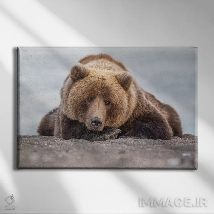 تابلو نگاه خرس گریزلی اثر اریک فیشر - نمای روبهرو روی دیوار
