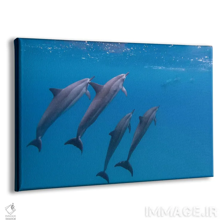 تابلو دلفینهای در حال شنا در هاوایی اثر اریک فیشر - نمای پرسپکتیو محصول