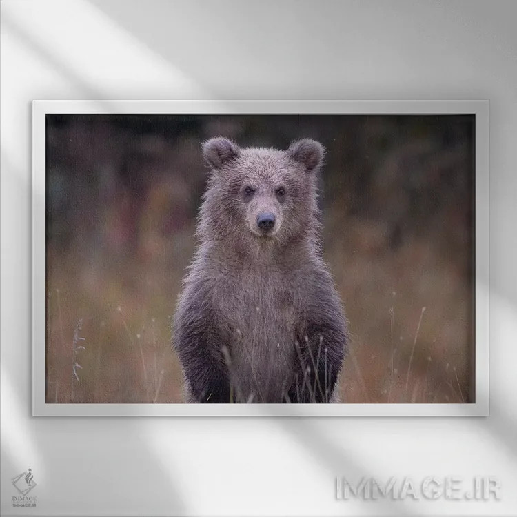 تابلو توله خرس گریزلی در آلاسکا اثر اریک فیشر - نمای قابدار سفید