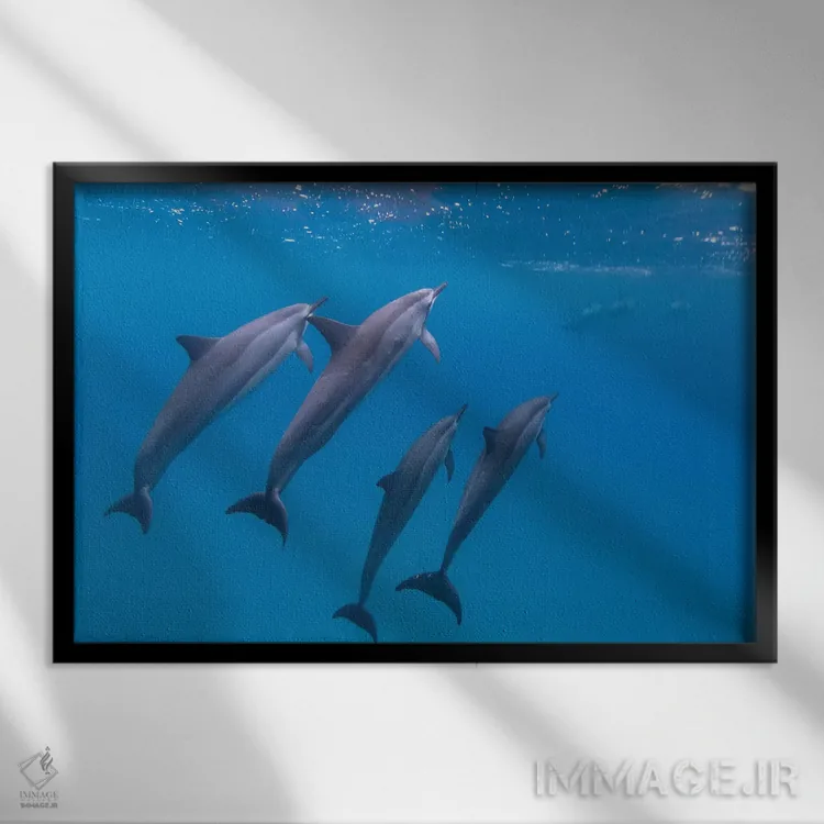 تابلو دلفینهای در حال شنا در هاوایی اثر اریک فیشر - نمای قابدار مشکی