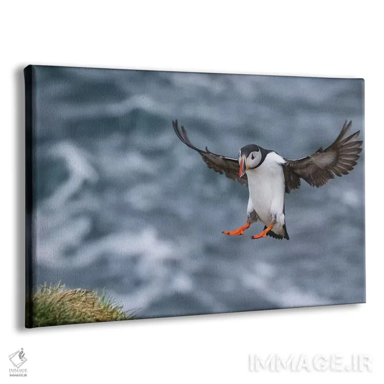 تابلو پافین ایسلندی (پرنده) اثر اریک فیشر - نمای پرسپکتیو محصول