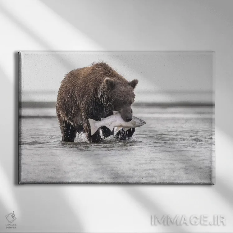 تابلو خرس گریزلی با یک ماهی سالمون اثر اریک فیشر - نمای روبهرو روی دیوار