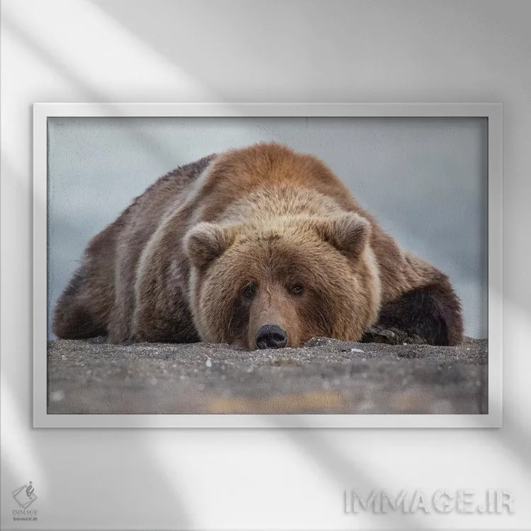 تابلو خرس گریزلی در آلاسکا اثر اریک فیشر - نمای قابدار سفید