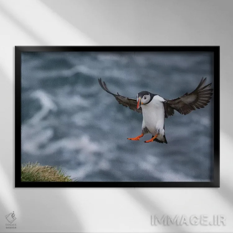 تابلو پافین ایسلندی (پرنده) اثر اریک فیشر - نمای قابدار مشکی