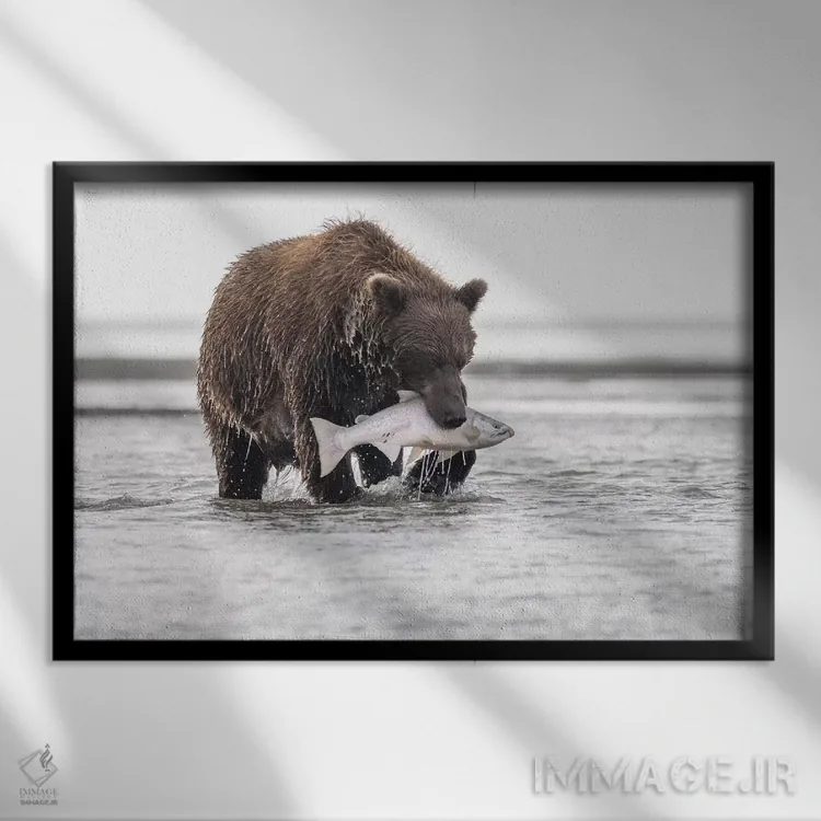 تابلو خرس گریزلی با یک ماهی سالمون اثر اریک فیشر - نمای قابدار مشکی