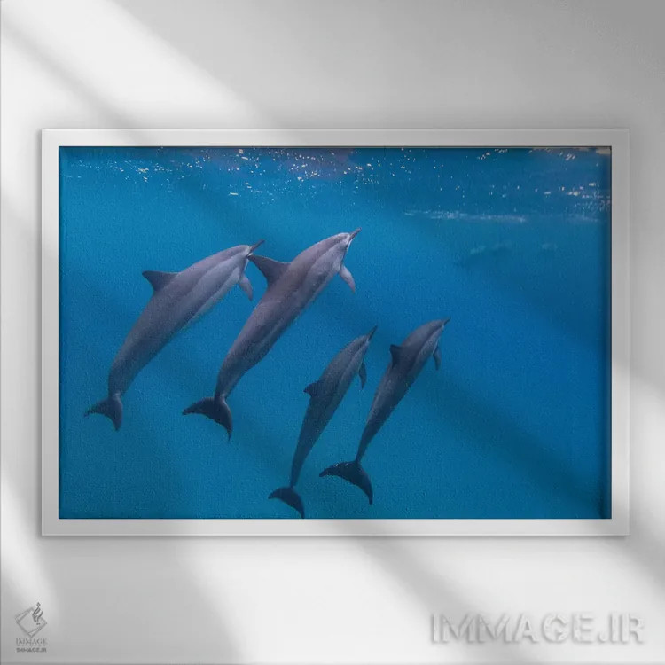 تابلو دلفینهای در حال شنا در هاوایی اثر اریک فیشر - نمای قابدار سفید