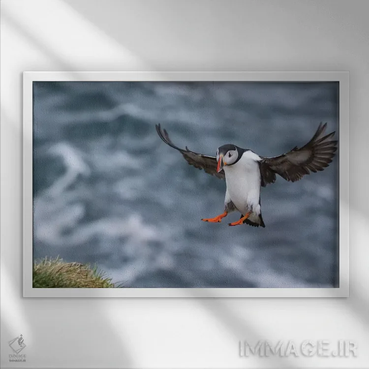 تابلو پافین ایسلندی (پرنده) اثر اریک فیشر - نمای قابدار سفید