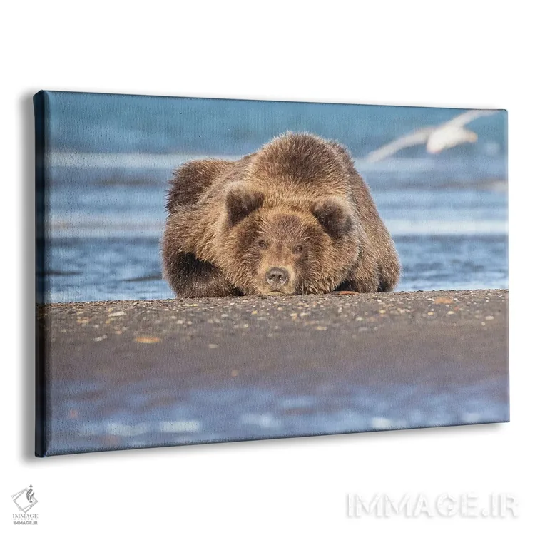تابلو خرس در حال چرت اثر اریک فیشر - نمای پرسپکتیو محصول