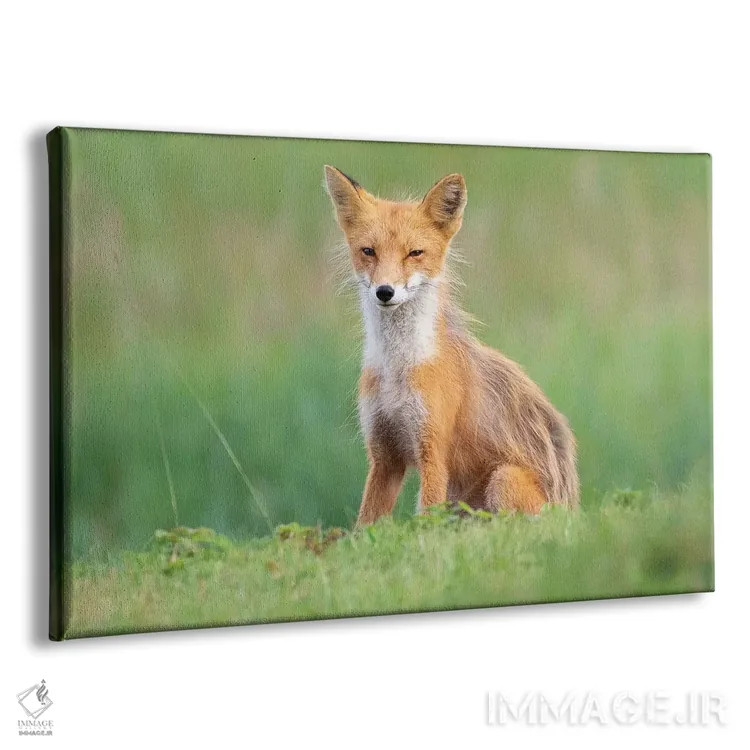 تابلو روباه قرمز در میان علفها اثر اریک فیشر - نمای پرسپکتیو محصول
