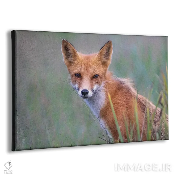 تابلو نگاه روباه قرمز اثر اریک فیشر - نمای پرسپکتیو محصول