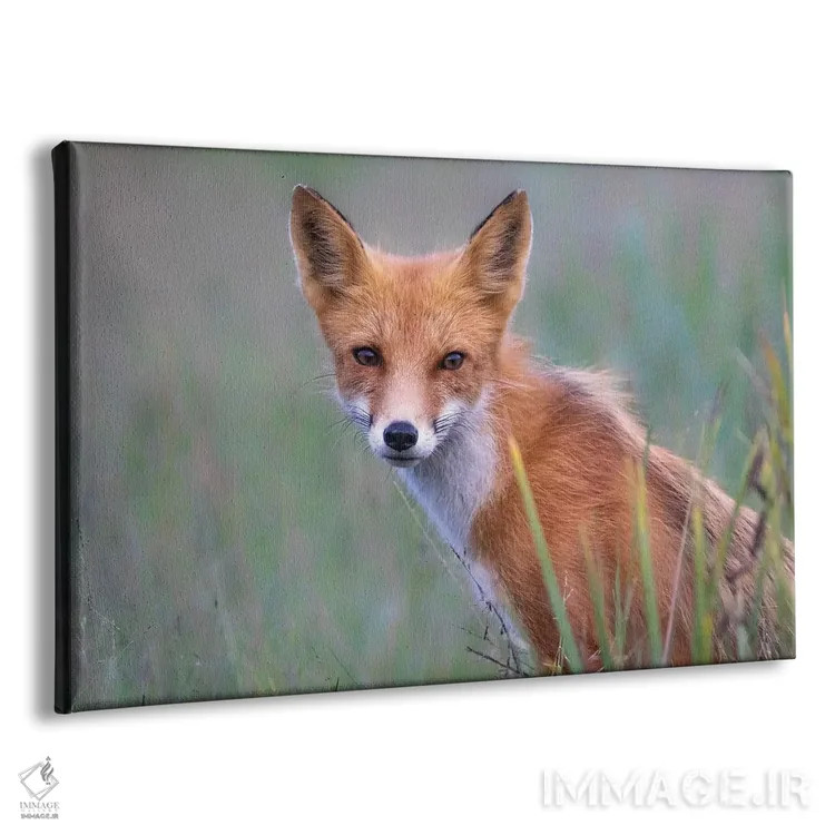 تابلو نگاه روباه قرمز اثر اریک فیشر - نمای پرسپکتیو محصول