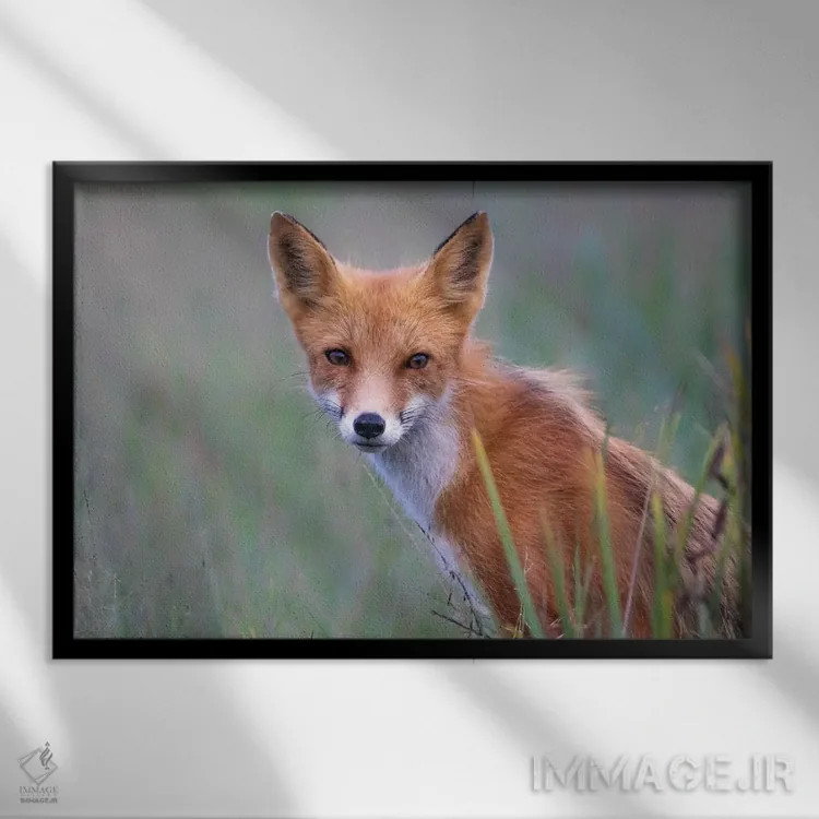 تابلو نگاه روباه قرمز اثر اریک فیشر - نمای قابدار مشکی