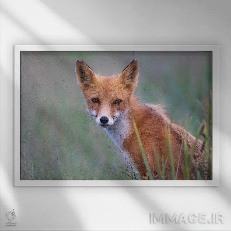 تابلو نگاه روباه قرمز اثر اریک فیشر - نمای قابدار سفید