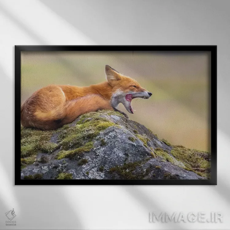 تابلو خمیازه روباه قرمز اثر اریک فیشر - نمای قابدار مشکی