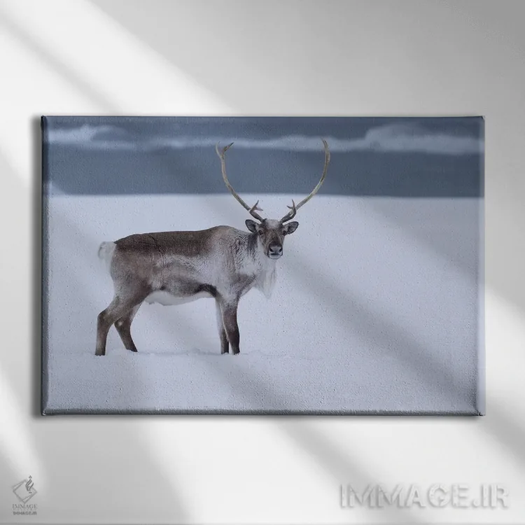 تابلو گوزن شمالی در برف اثر اریک فیشر - نمای روبهرو روی دیوار