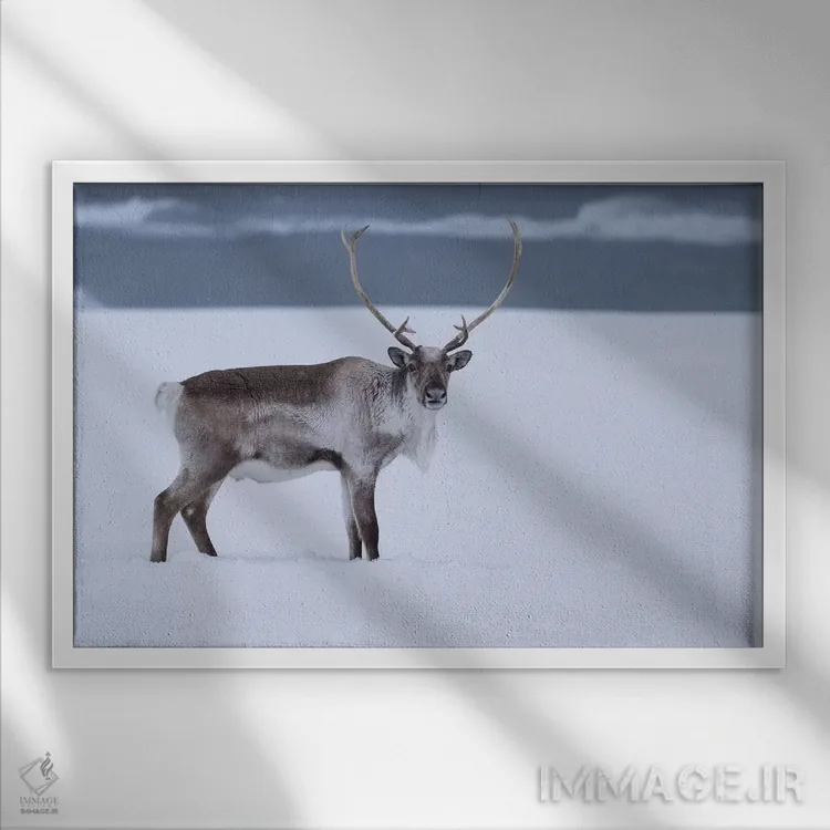 تابلو گوزن شمالی در برف اثر اریک فیشر - نمای قابدار سفید