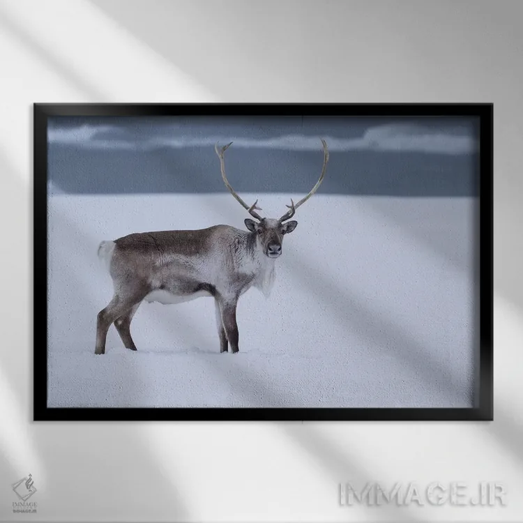 تابلو گوزن شمالی در برف اثر اریک فیشر - نمای قابدار مشکی