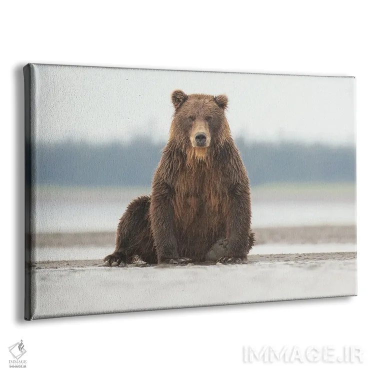تابلو خرس گریزلی آلاسکایی در حال ژست گرفتن اثر اریک فیشر - نمای پرسپکتیو محصول